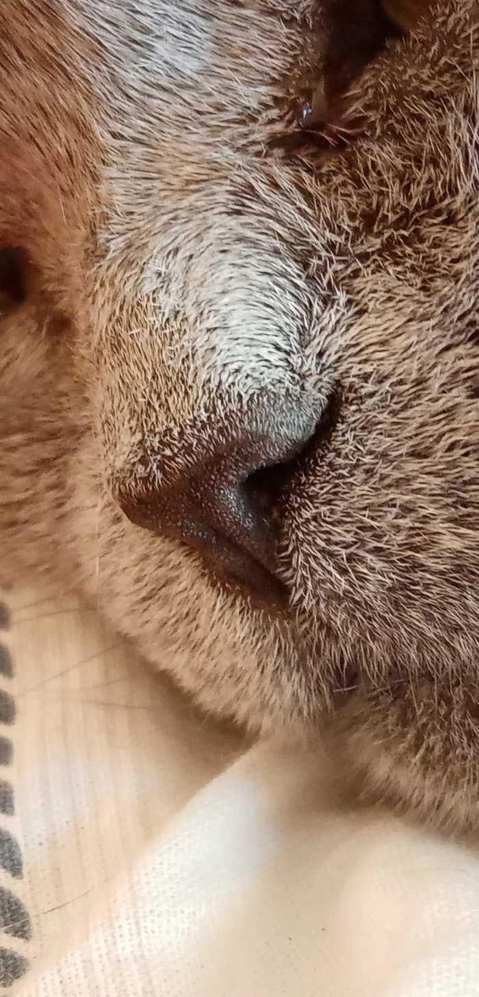 Cuteness and cuteness post - My, cat, Kittens, Nose, Fat cats, Longpost