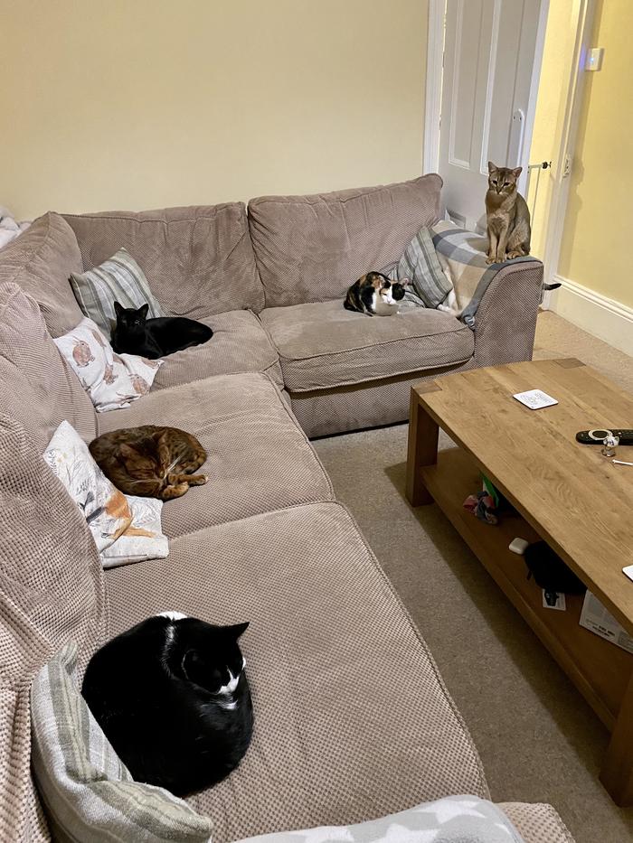I'm sorry, master, but now this sofa is ours... or a cat social distancing saga! - cat, Sofa, Dream, Capture, Social distance, Territory, Rookery, Reddit