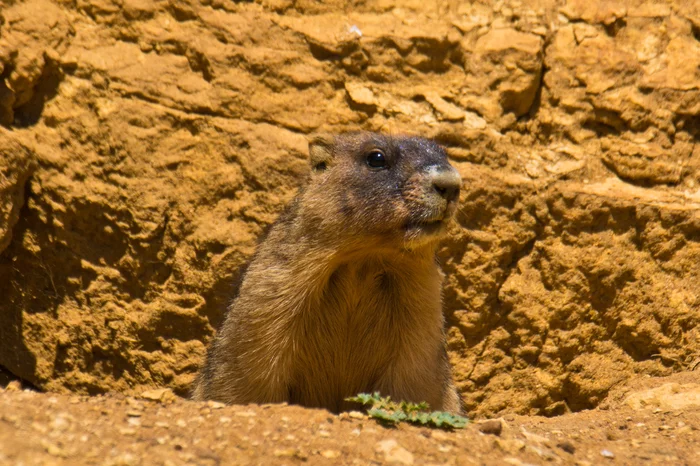 Steppe marmot (baibak) - My, Marmot, Animals, Wild animals, wildlife, The photo, Longpost