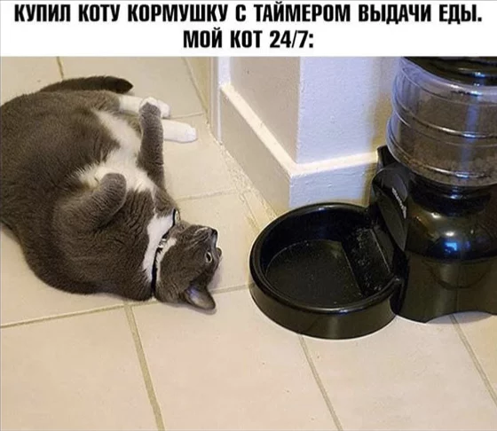 Кот Павлова - Кот, Юмор, Картинка с текстом