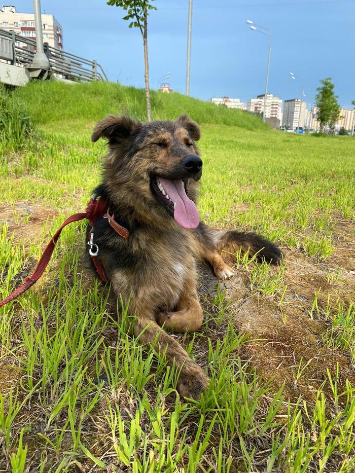 Wonderful dog in good hands - My, Moscow, Moscow region, Dog, In good hands, No rating, Longpost