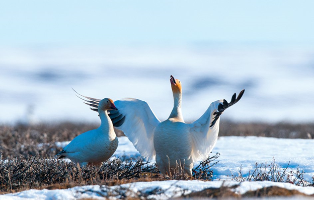     ... , ,  , ,  , , The National Geographic,  , 