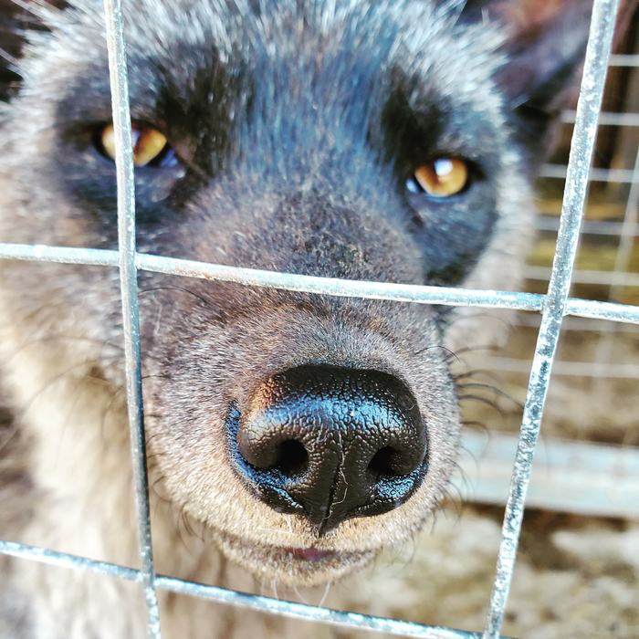 It's sad to live in a cage - My, Mobile photography, The photo, Wild animals, Cell, Chernoburka