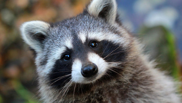 Книги по Warhammer 40000