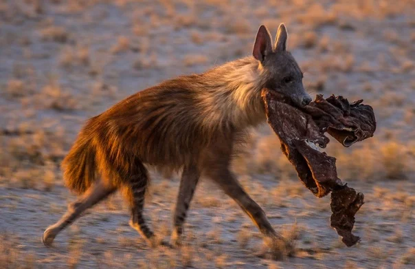 Brown hyena: Soaked through with carrion. What does an animal become if it only eats remains? - Hyena, Predator, Animals, Yandex Zen, Longpost