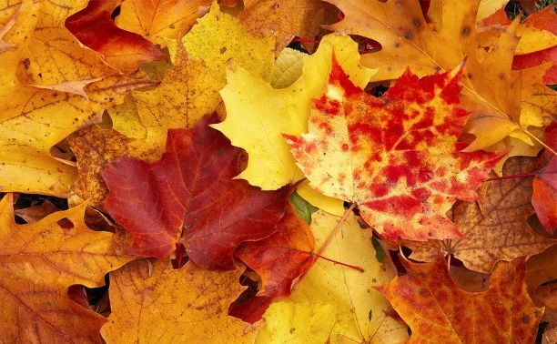 Why do leaves change color? - Why?, Leaves, Color, Chlorophyll, Yandex Zen, Longpost