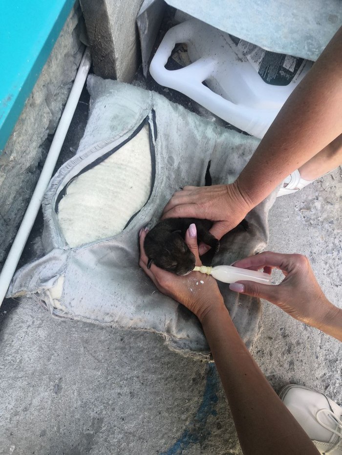 Найден щенок, нужно кормление. Срочно, Новосибирск