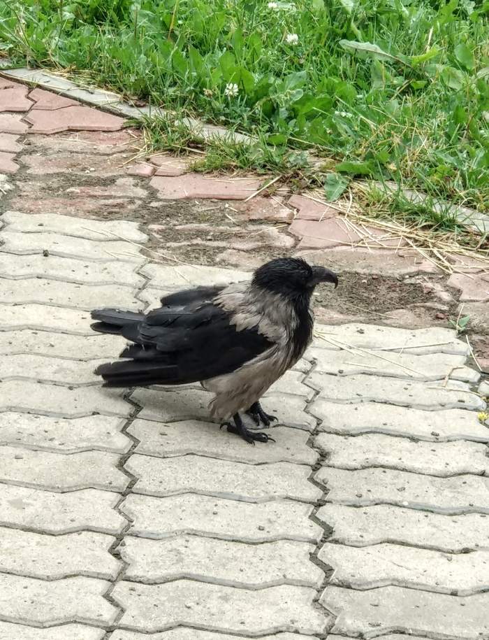 Mutants Among Us - My, Birds, Crow, Mutation, Nature, Bird watching, Longpost