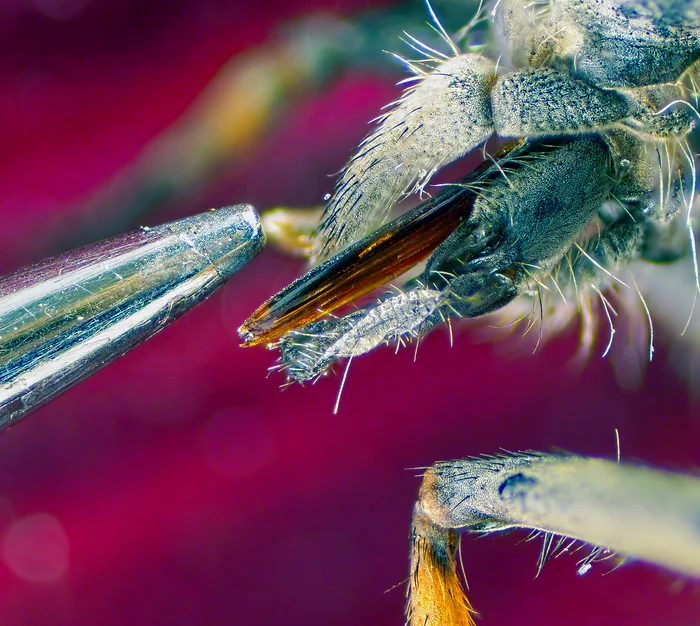 Horsefly sting and sewing needle - My, Macro photography, Microscope, Microfilming, Horsefly, Insects, Sting