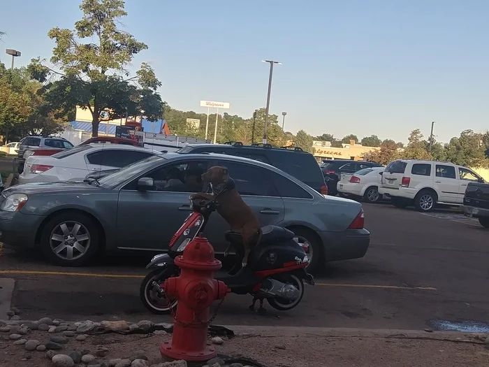 He sat like that for about an hour... - My, Dog, Humor