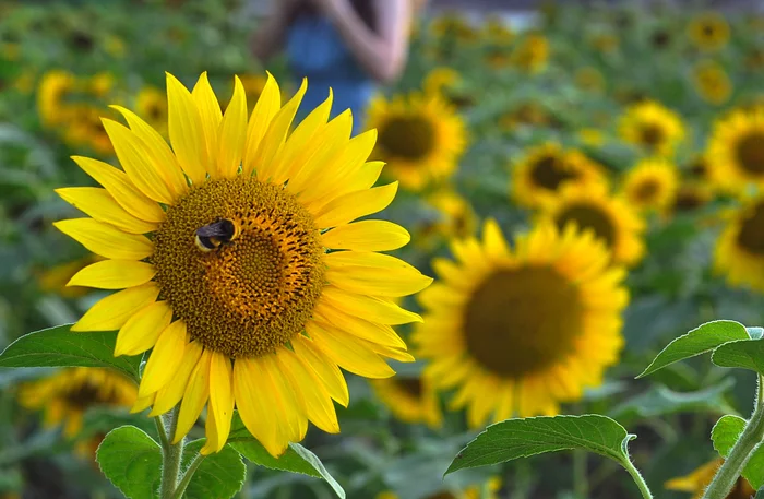 Furry bumblebee) - My, Mobile photography, Sunflower, Bumblebee, Nature, Summer, Kuban