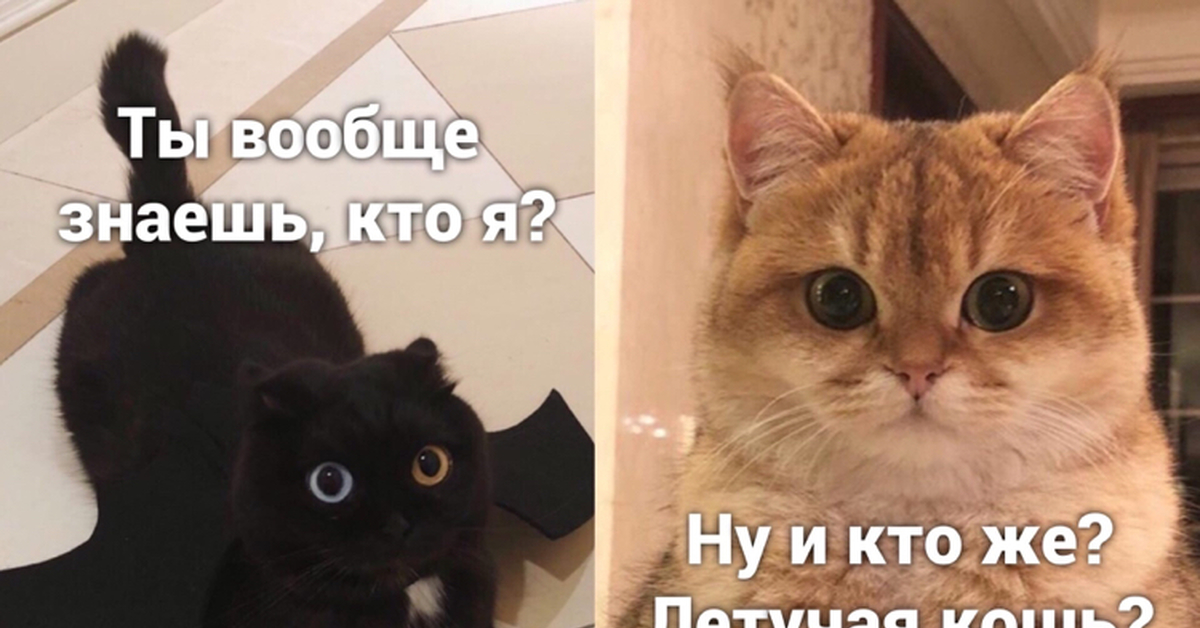 Котик пожиратель. Кот Пожиратель. Кот абьюзер. Абьюзер Мем с котом. Коты черный юмор.