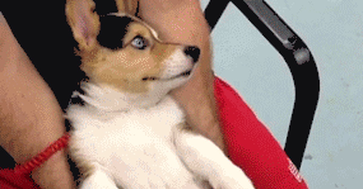 Relax... - Animals, Humor, GIF, Dog