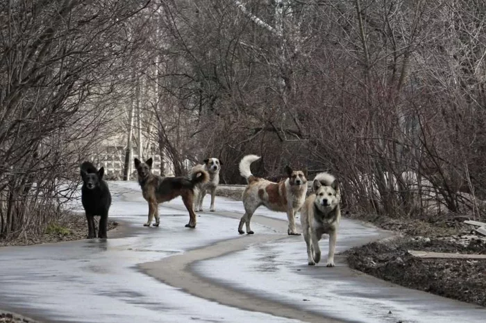 Reminder: What to do if you are attacked by a stray dog? What if there’s a flock at once? - Dog, Pets, Bite, Danger, Safety, Animals, Yandex Zen, Longpost