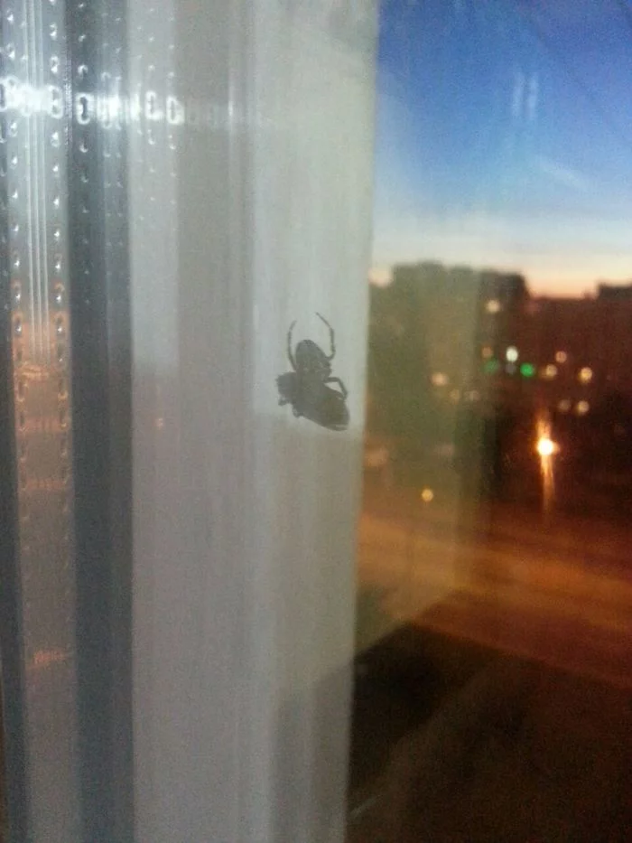 Spider outside the window. Second day - My, Spider, Arachnids, Observation, Saint Petersburg, Kupchino, Longpost