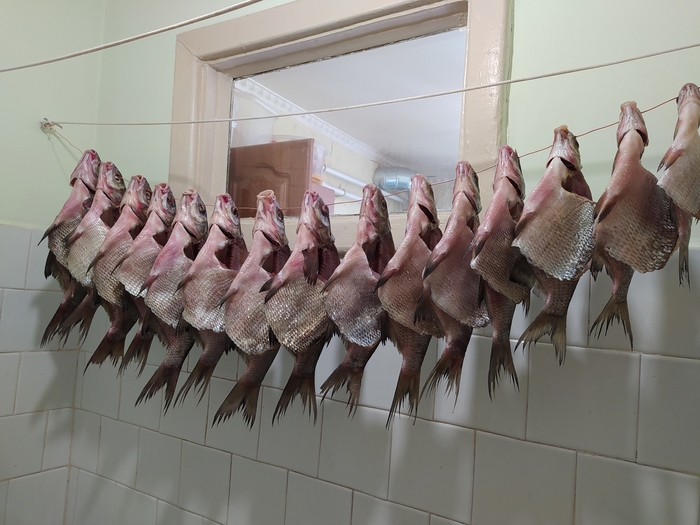 ����� �������