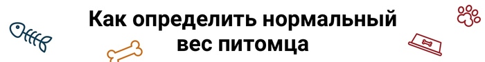 как понять что кот толстый. 159481532911824978. как понять что кот толстый фото. как понять что кот толстый-159481532911824978. картинка как понять что кот толстый. картинка 159481532911824978.