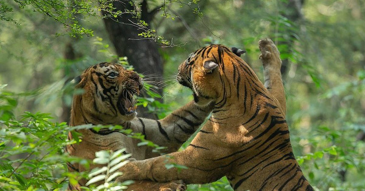 Тайгер видео. Тигр Раджастхана. Два тигра дерутся. Тигры дерутся. Драка двух тигров.