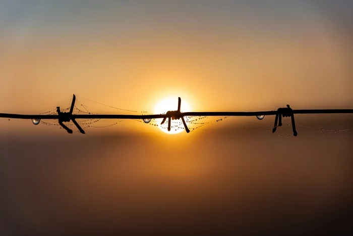 The first rays of the sun - My, I want criticism, dawn, Web, Dew