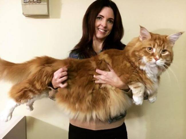 Omar is a huge Maine Coon cat - cat, Upbringing, Longpost, Maine Coon