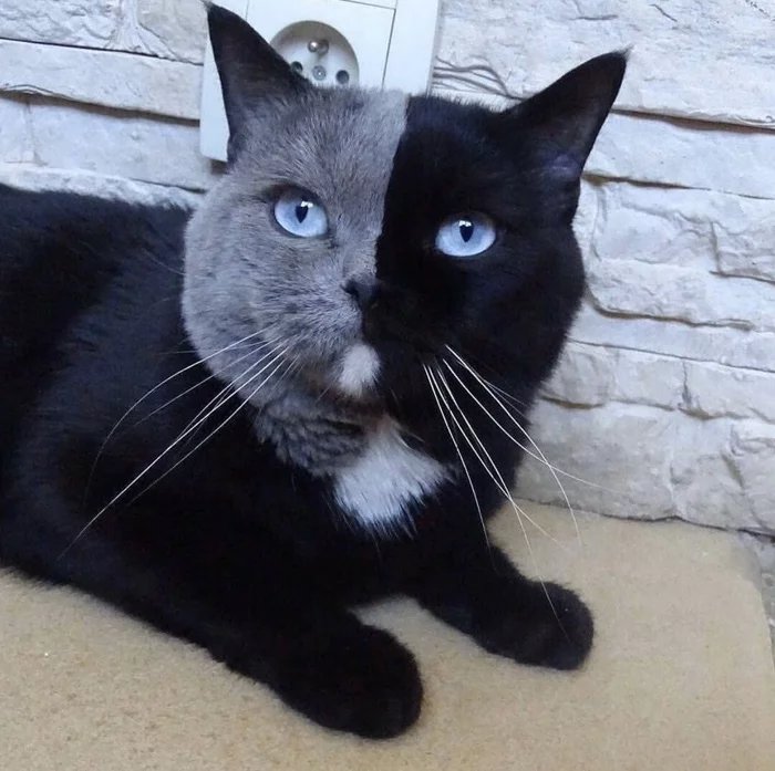 Such a rare face color! - cat, Muzzle, Black, Grey, Color, Unusual, Rarity, Reddit, Muzzle