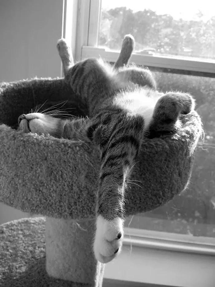 Only cats know how to truly rest - cat, Lounger, Dream, Black and white photo, unimaginable, Pose