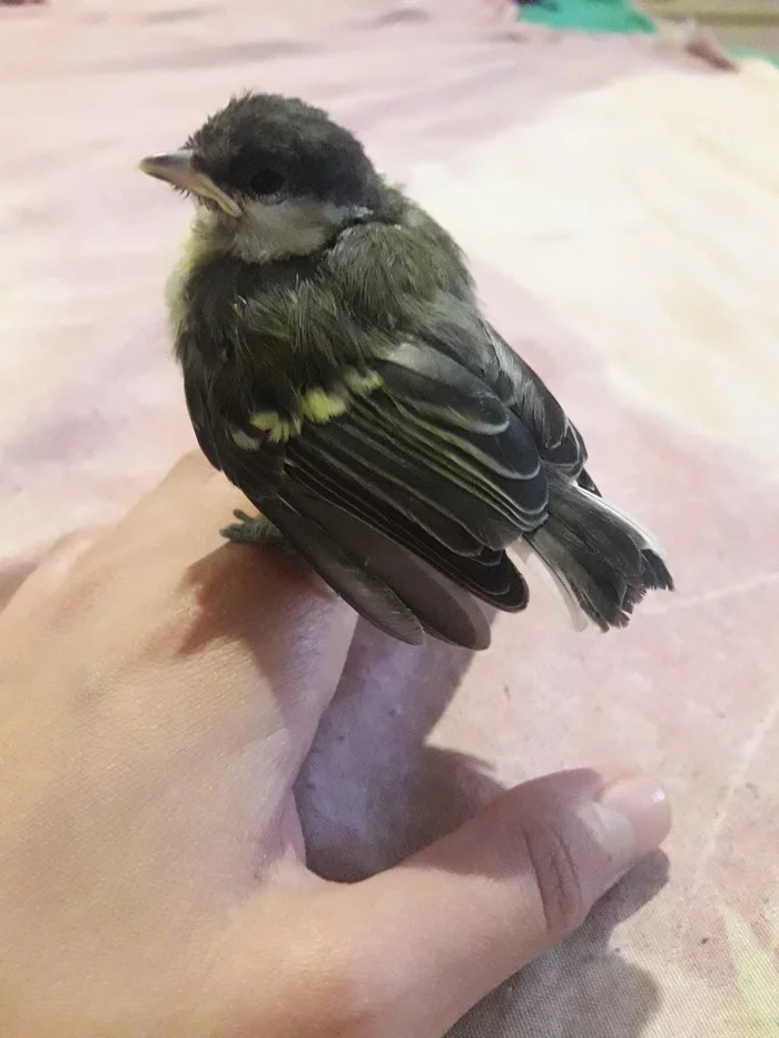 Tit chick. Help with advice - My, Tit, Chick, Need advice, Longpost