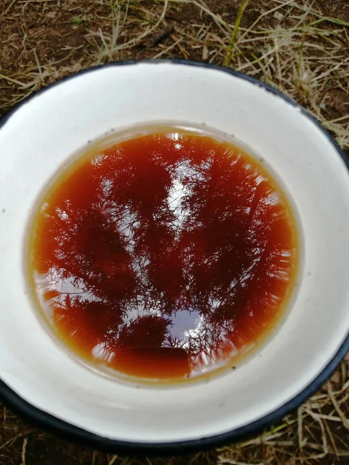 Tea in the forest - My, Forest, Tea, Christmas trees, Reflection