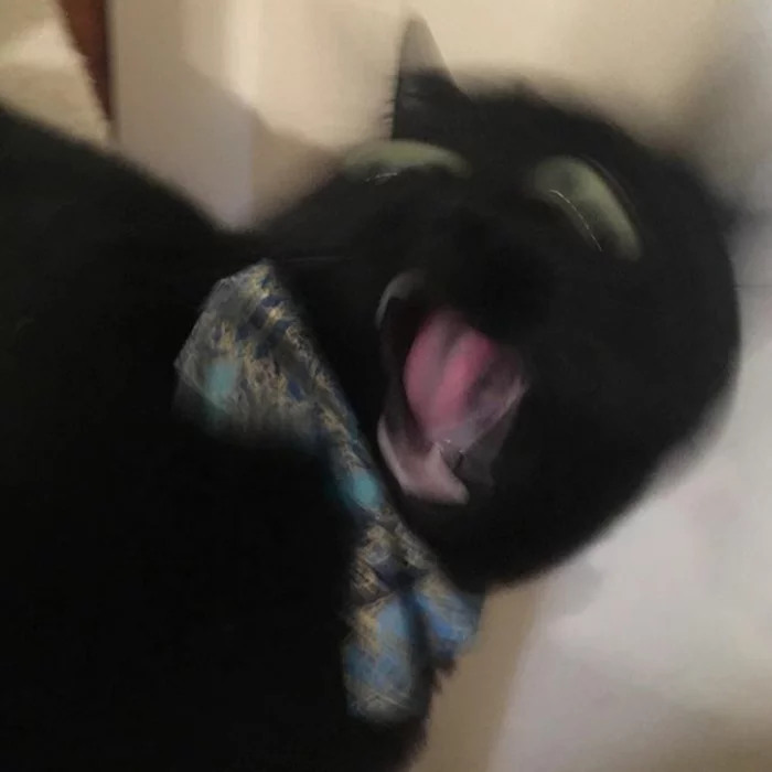 Sketches of shitty blurry cats. Part 1 - My, cat, Drawing, Illustrations, Sketch, Humor, Animals, Funny animals, Longpost