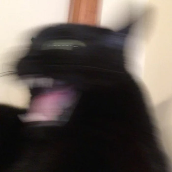 Sketches of shitty blurry cats. Part 1 - My, cat, Drawing, Illustrations, Sketch, Humor, Animals, Funny animals, Longpost