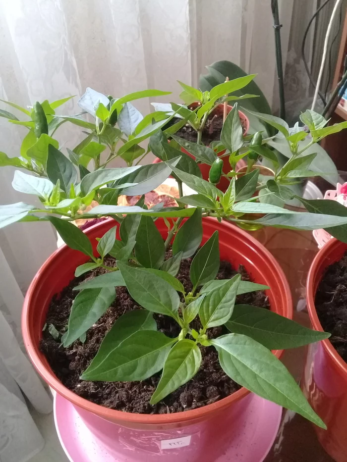 My first experience (interim report) - My, Pepper farming, Hot peppers, Vegetable garden on the windowsill, Longpost