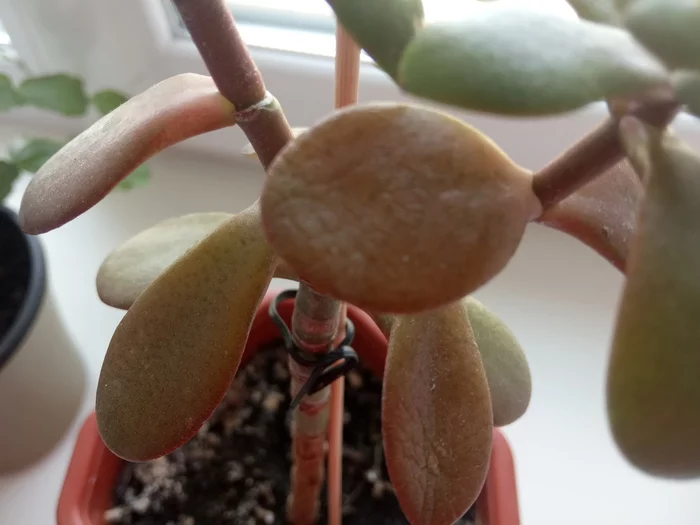 Please tell me - My, Money Tree, Crassula