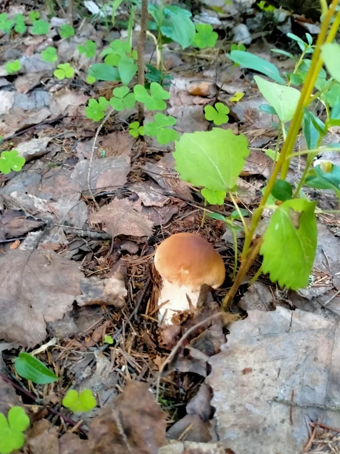 Silent hunt - My, Silent hunt, Leningrad region, Longpost, Mushrooms