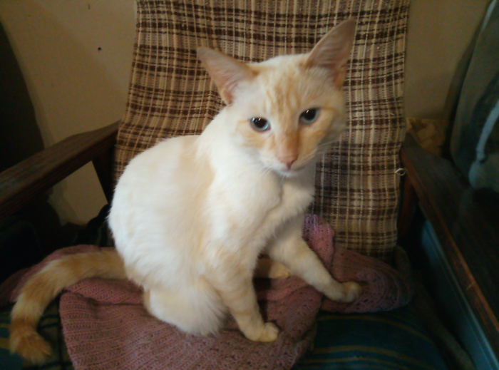 Помогите пристроить кота!!!