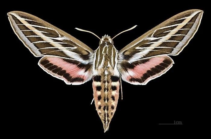 Lined hawk moth, which is often confused with a hummingbird! - Hawk, Butterfly, Flowers, Feeding, Similarity, Hummingbird, Soundless, Reddit, Video