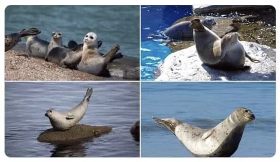 Fun fact: fur seals adopt the banana pose when they feel safe and happy! - Fur seal, Form, Banana, Pose, Milota, Mammals, Marine life, Reddit