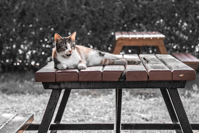 Walking through the old town - My, Antalya, Old city, Street photography, cat