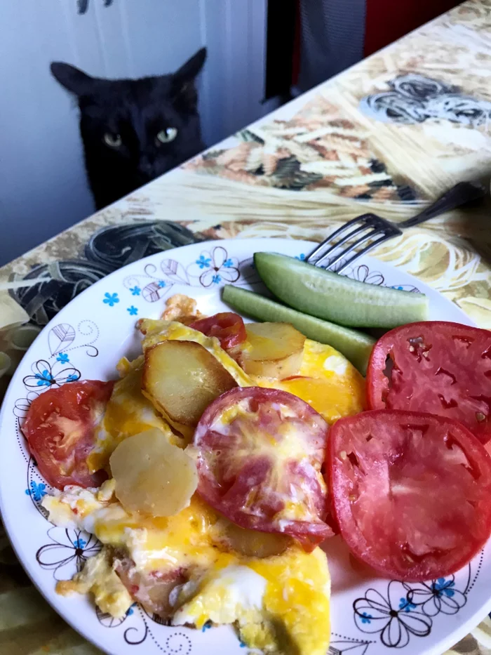 Good morning everyone and have a wonderful day! - My, Memes, cat, Breakfast