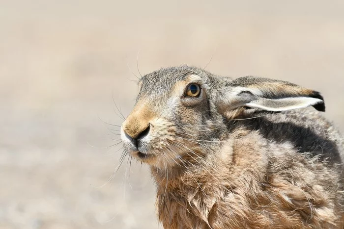 If you want to live, you won't get so upset - Hare, Artur Murzakhanov, Waterhole, Saiga, Longpost, Animals