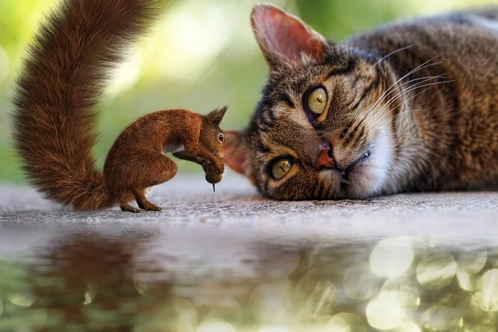 Nuts - Story, Kindness, cat, Squirrel, Grandmother, Longpost