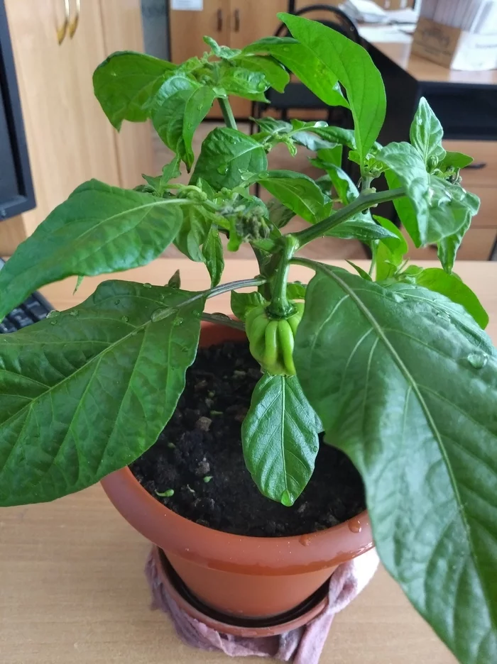 Fellow pepper growers, please tell me what he (habanera) wants from me - My, Pepper farming, Habanera, Habanero