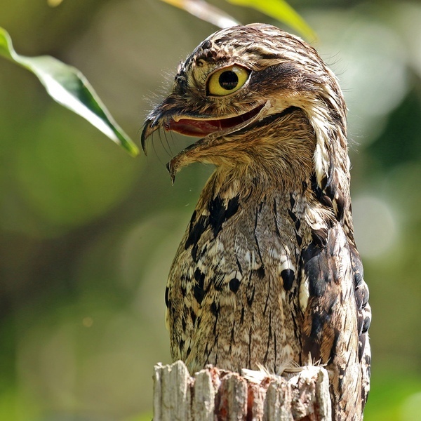 Gigantic nightjar. Palette of emotions - Nightjar, Emotions, Longpost, Birds