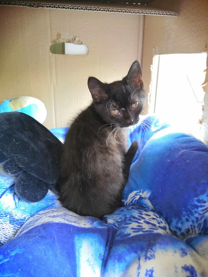 Kitten in good hands - My, Saint Petersburg, Kittens, In good hands, Longpost, cat, No rating