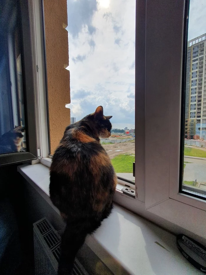 Sonya, who really likes to stick to the window - My, cat, Tricolor cat, Window, Longpost