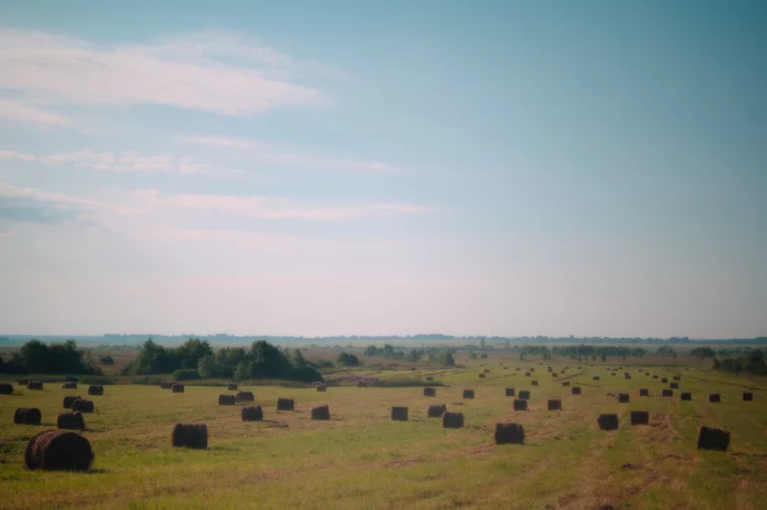 July 6. With. Ozerkovoe - My, The photo, Landscape, Morning, Lake, Summer, dawn, Flowers, Field, Longpost