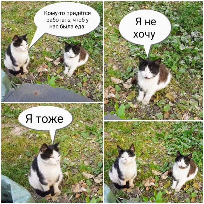 Natasha, you understand, right? - cat, Humor, Picture with text, Memes, Dialog