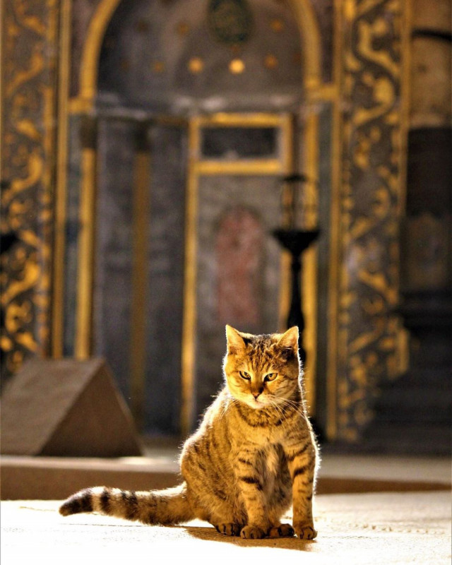 Gli, the famous cat of Hagia Sophia - Turkey, Temple, Mosque, Saint Sophie Cathedral, Istanbul, Longpost, cat