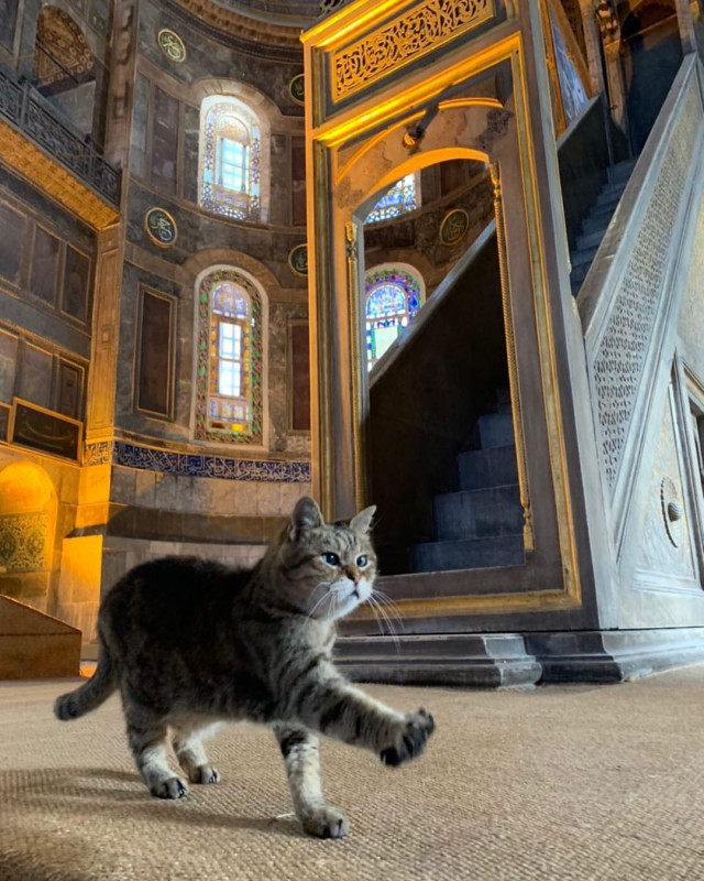 Gli, the famous cat of Hagia Sophia - Turkey, Temple, Mosque, Saint Sophie Cathedral, Istanbul, Longpost, cat