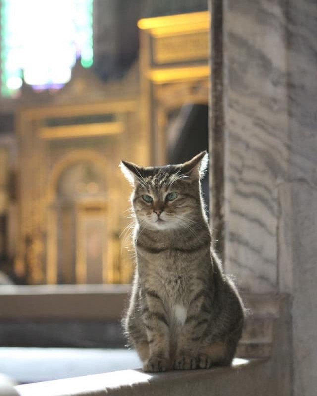 Gli, the famous cat of Hagia Sophia - Turkey, Temple, Mosque, Saint Sophie Cathedral, Istanbul, Longpost, cat