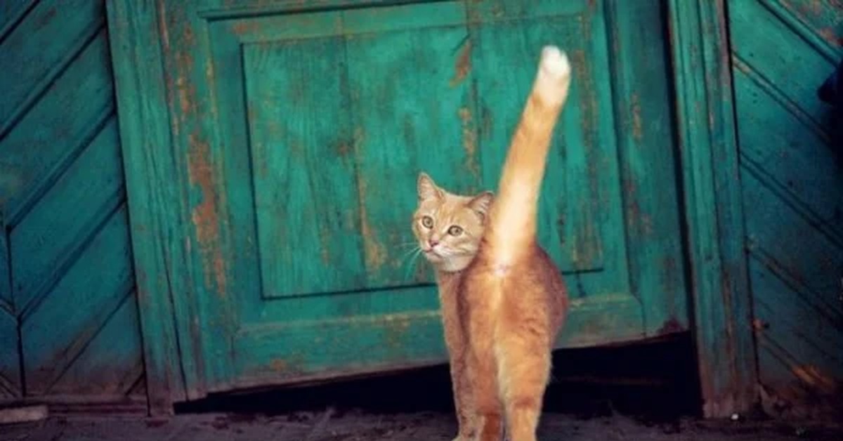 кошки художника paul monteagle. любопытная кошка. кот под окном. кот выглядывает. татьяна дерий картины коты.